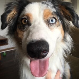 Meet your Posher, Simosimone